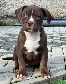 American Bully Xl - 5