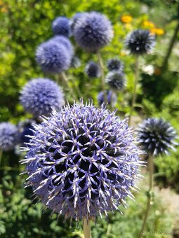 Echinops bannaticus "Blue Glow" - Ježibaba modrá - 5