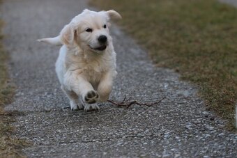 Zlatý retriever - PSÍK s PP - 5