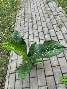 Dieffenbachia Crocodile - 5