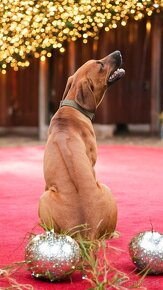 Rhodesian Ridgeback - 5