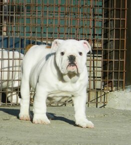 Anglický bulldog - 5