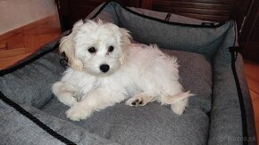 Maltipoo - 5