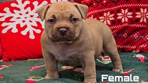 American Bully Pocket - 5