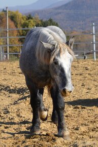 Žrebec na predaj - Percheron - 5