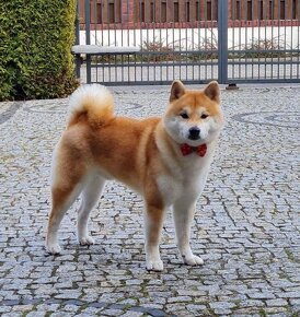 Shiba  inu s PP - 5