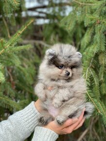 Pomeranian Merle fenečka PP UCI - 5