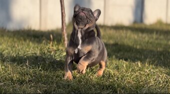 American Bully micro - 5