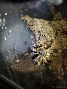 POECILOTHERIA SUBFUSCA LOWLAND - 5