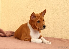 Basenji s PP - 5