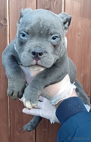 J&K bullys "ponúkame na predaj American bully pocket - 5