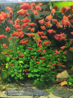 Platy, endlerky,prisavniky - 5