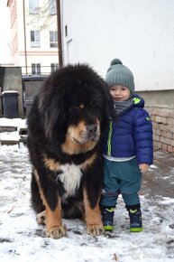 Tibetská doga (Tibetan Mastiff) - 5