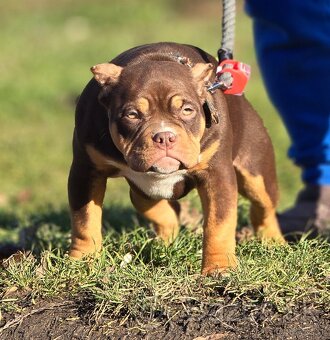 American Bully standard - 5