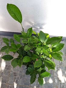 Calamondin mandarínkovník - 5