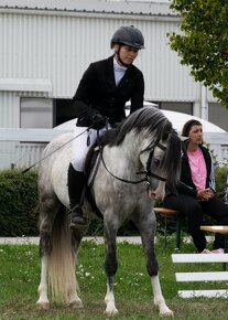 Klisna welsh pony B - 5