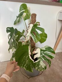 Monstera albo - rastlina 85-90cm - 5