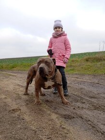 Krytí American bully XL - 5