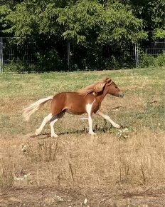 Minihorse na predaj - Boomer Charlie - 5