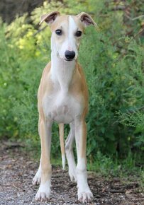 Vipet / Whippet - 5