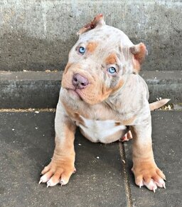 American bully xl, pitbull xxl - 5