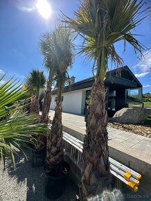 Palma WASHINGTONIA ROBUSTA,TRACHYCARPUS FORTUNEI - 5