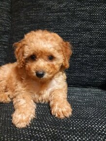 Cavapoo pudel. - 5