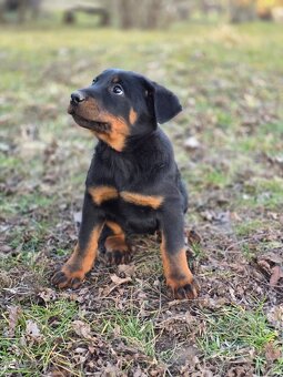 Beauceron s PP - 5