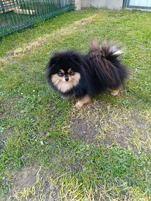 Pomeranian fenka . - 5