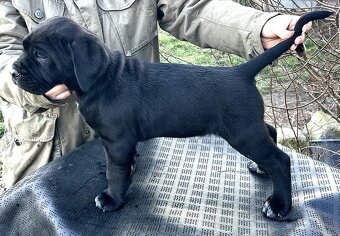 Cane corso PP  šteniatka odber aktuálny - 5