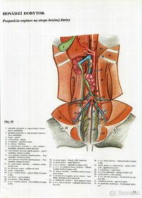 Atlas topografickej anatómie hospodárskych zvierat - Popesko - 5