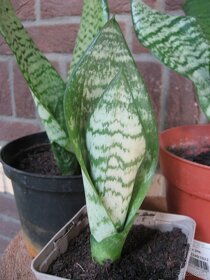 Svokrin jazyk - Sansevieria/Dracaena trifasciata - 5