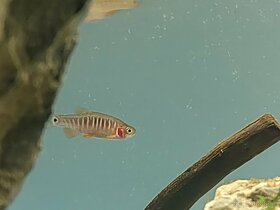 Razbora barmská (danio barmské ) - 5