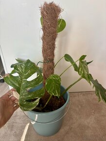 Monstera Albo - rastlina 70cm - 5