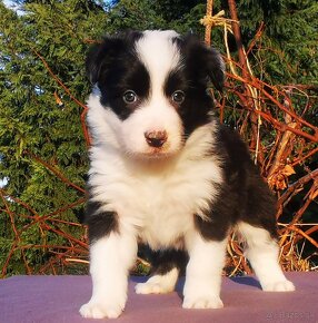 Border Collie, kolia - 5