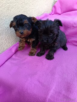 Yorkipoo,Yorkiepoo, Yorkshire terier - 5