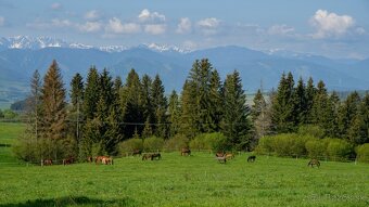 Prirodzené ustajnenie koní – veľké výbehy, starostlivosť - 5