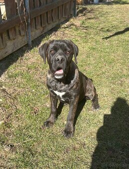 Predám Cane Corso - 5