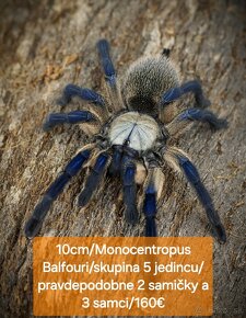 Sklípkani, Tarantule, Pavúky - 5