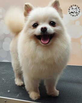 Pomeranian - 5