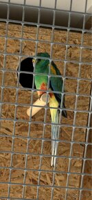papagaj mnohofarebný - 5