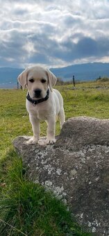 Labrador na krytie - 5