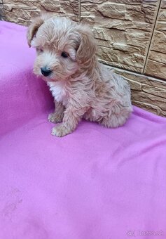 Maltipo,maltipoo mini - 5