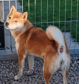 Shiba inu fenka s PP - 5