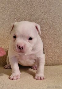 American Bully Pocket ABKC - 5