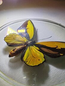 Motýľ ornithoptera croesus - 5