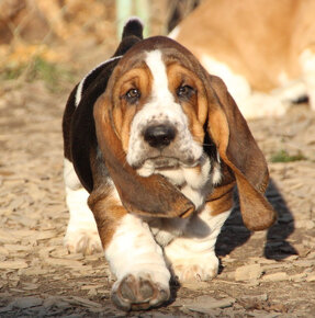 Basset Hound - šteniatka s PP zo zahraničného krytia - 5