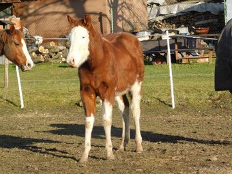 Quarter horse zrebec, double register - 5