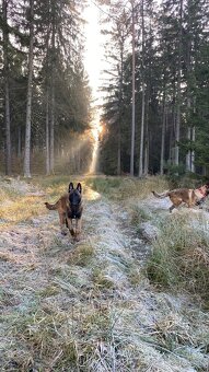 Belgický ovčiak- Malinois - 5