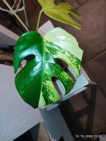 Monstera marmorata AUREA tricolor - odrezky aj zakorenene - 5